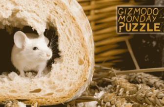 Can You Outsmart a Mouse?