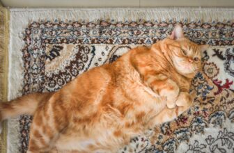 Hitting the Books: Why we like larger issues higher