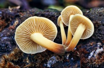 Fungi May Maintain the Key To Reaching Internet Zero Emissions