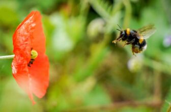 Barely Misplaced Bumblebees Use Scent to Discover Their Means Residence