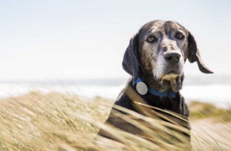 Greatest pet devices 2023