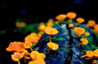 Verify Out These Profitable Pics of Crops, Fungi, Whales, and Dinosaurs