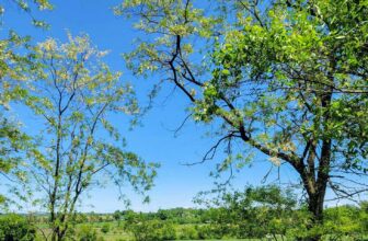 The Little Issues E-newsletter #418 – Life, laughter, and plenty of nice meals!