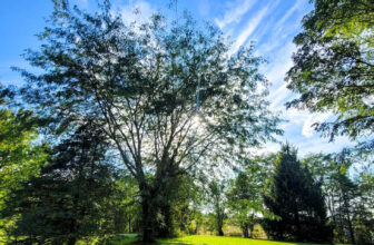 The Little Issues Publication #437 – Life, laughter, and many nice meals!